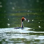 Bobrowa Dolina Ryn (Warmian-Masurian)