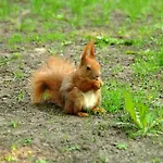 Bobrowa Dolina 4*