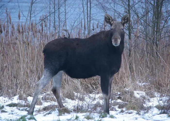 Bobrowa Dolina Couette-café Ryn (Warmian-Masurian)