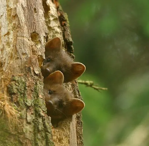 Bobrowa Dolina Couette-café Ryn (Warmian-Masurian)