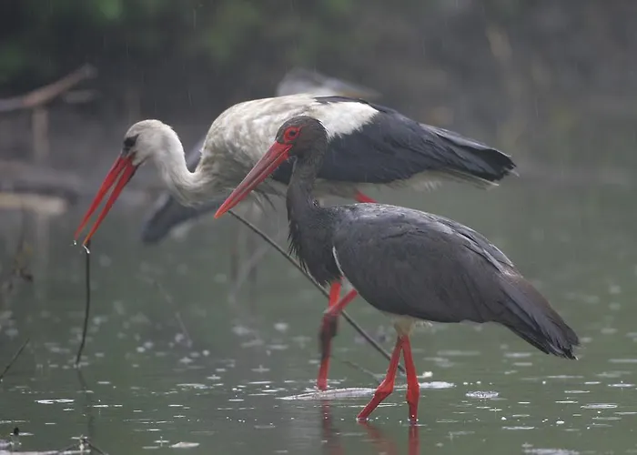 Bobrowa Dolina Couette-café Ryn (Warmian-Masurian)