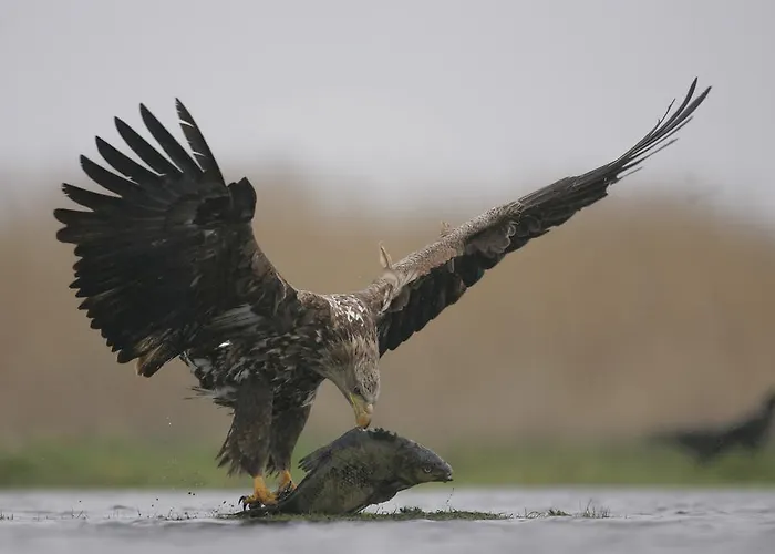 Couette-café Bobrowa Dolina Ryn (Warmian-Masurian)