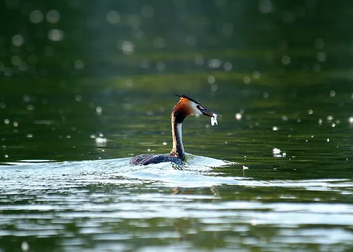 Bobrowa Dolina Ryn (Warmian-Masurian)