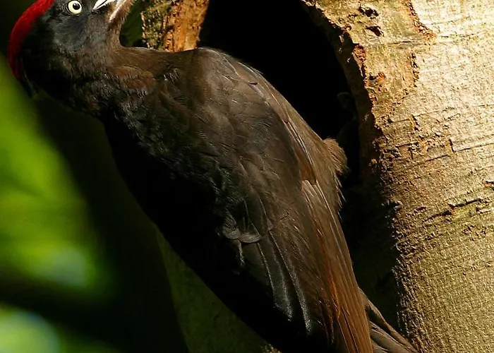 Couette-café Bobrowa Dolina 4*